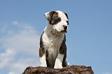 AMSTAFF  PUPPIES 111